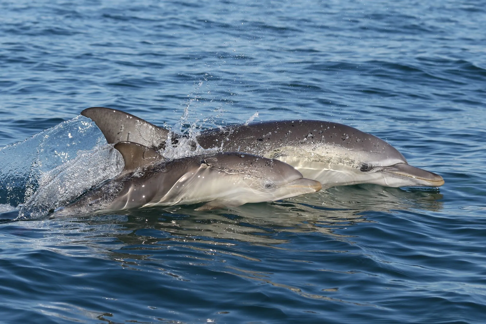 Dolphin Research Institute
